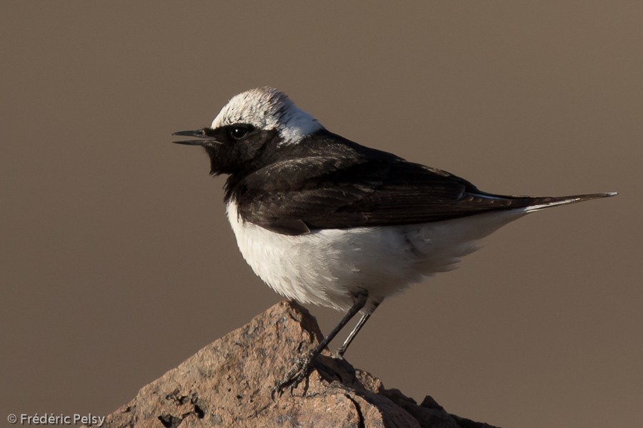 Pied Wheatear - ML206192961