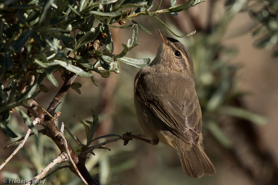 Dusky Warbler - ML206192971