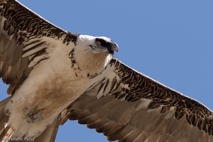 Bearded Vulture (Eurasian) - ML206192981