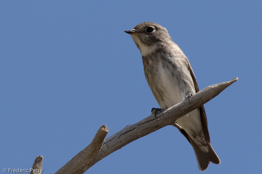 Dark-sided Flycatcher - ML206192991