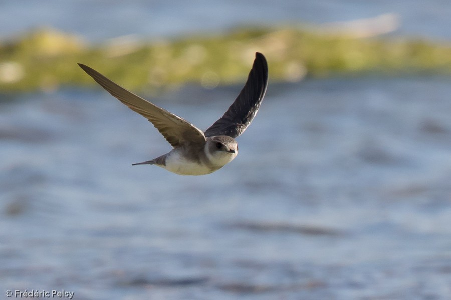 Pale Martin - Frédéric PELSY