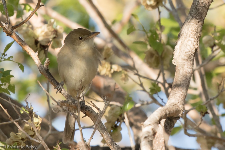 Thick-billed Warbler - ML206193021