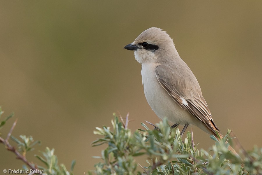 Isabelline Shrike (Daurian) - ML206193121