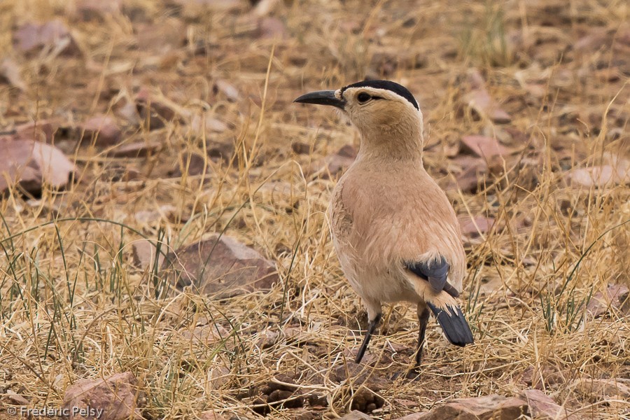 Mongolian Ground-Jay - ML206193181