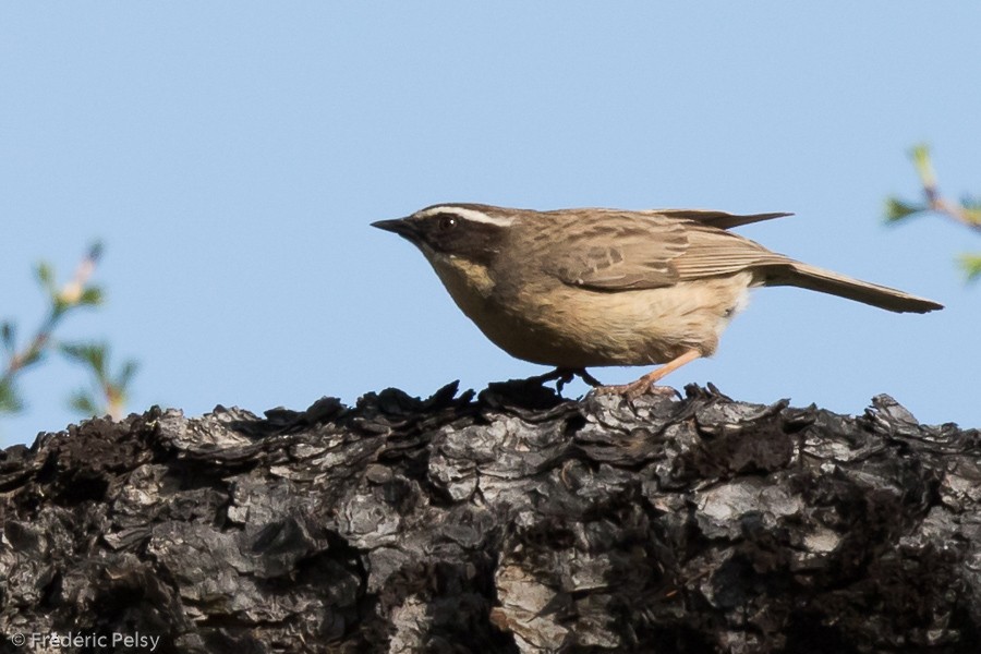 Brown Accentor - ML206193421