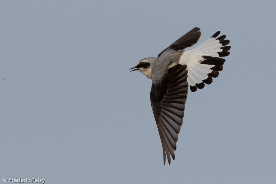 Northern Wheatear (Eurasian) - ML206193561