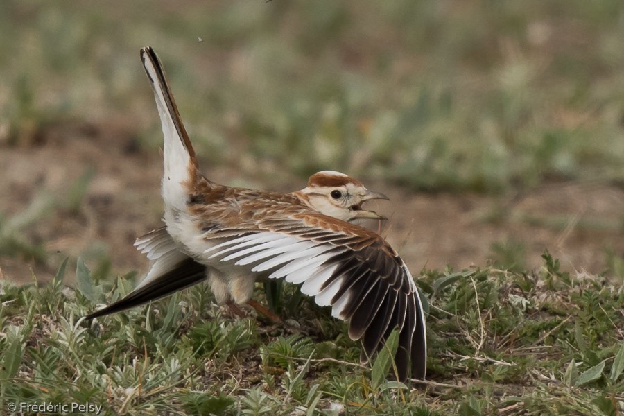 Mongolian Lark - ML206193571