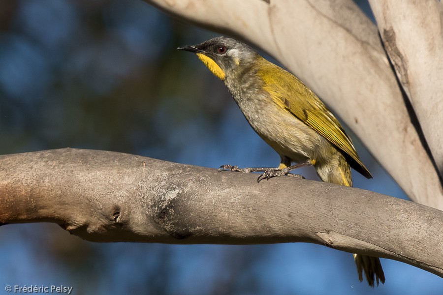 Yellow-throated Honeyeater - ML206193751