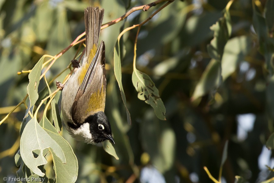 Black-headed Honeyeater - Frédéric PELSY