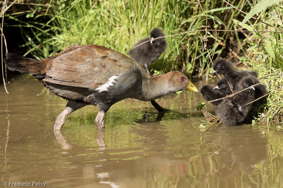 Tasmanian Nativehen - ML206193801