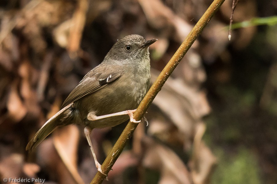 Tasmanian Scrubwren - ML206193821