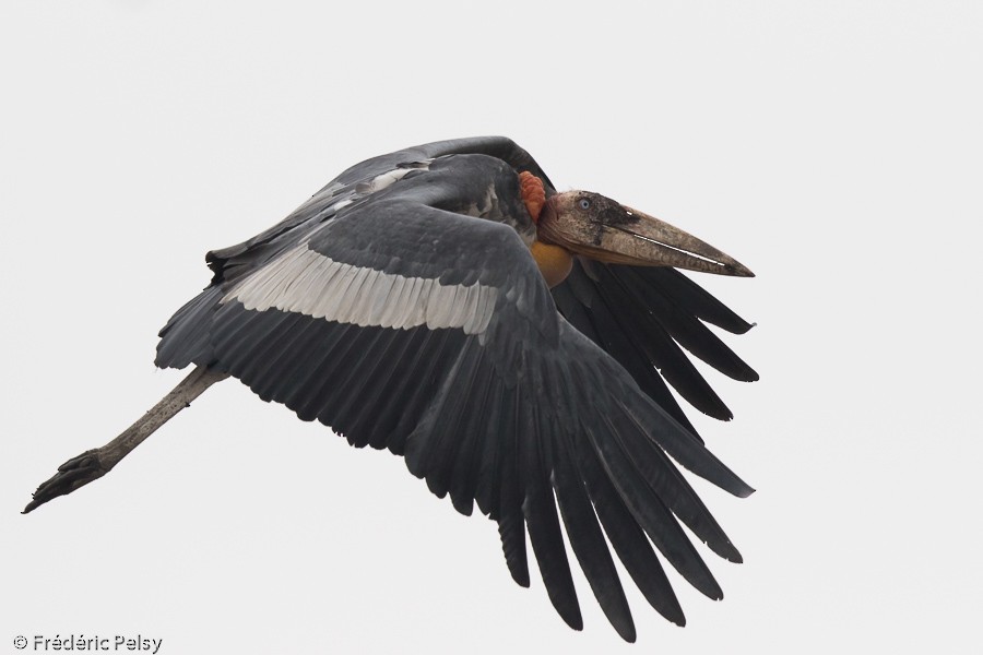 Greater Adjutant - ML206194091