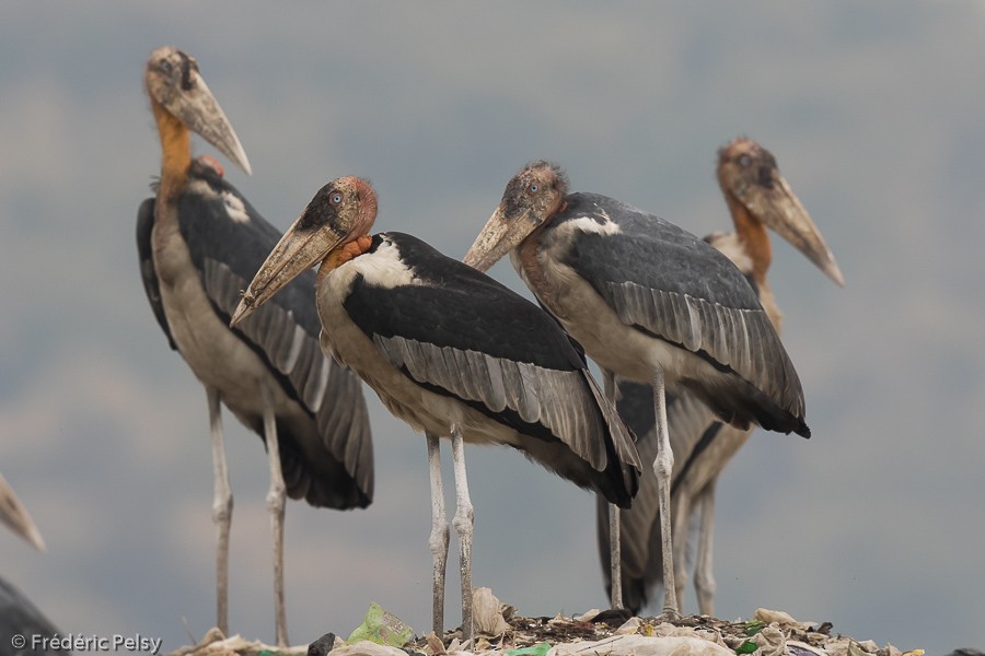 Greater Adjutant - ML206194101