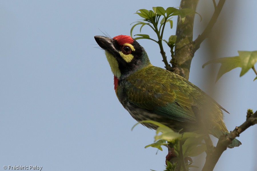 Coppersmith Barbet - ML206194241