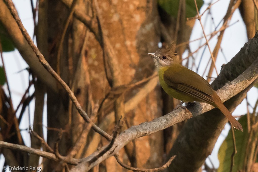 White-throated Bulbul - ML206194331