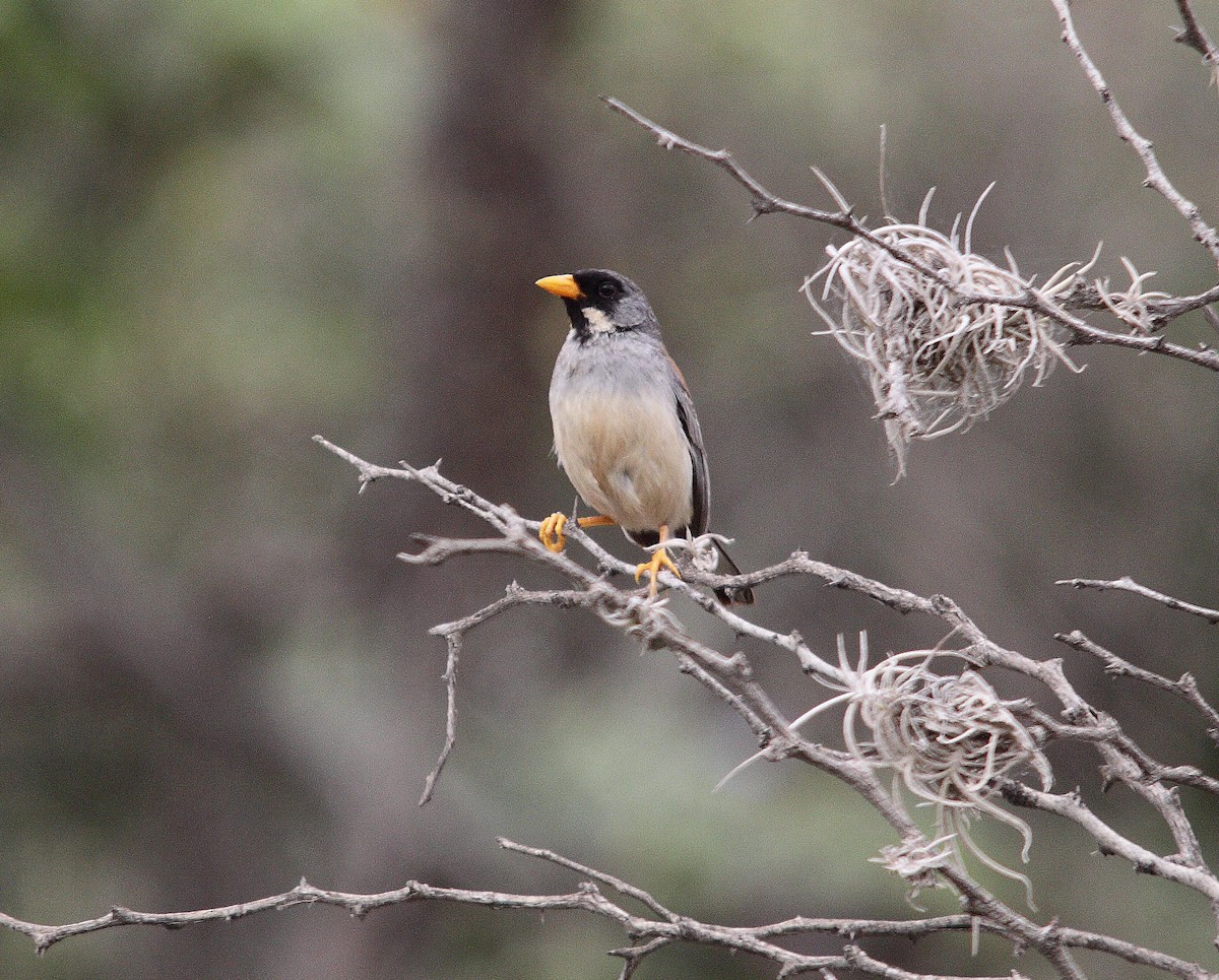 Buff-bridled Inca-Finch - ML206194371