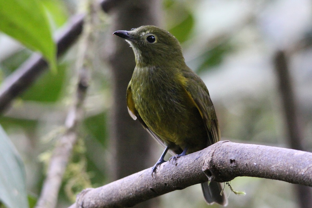 Olivaceous Piha - Neil Osborne