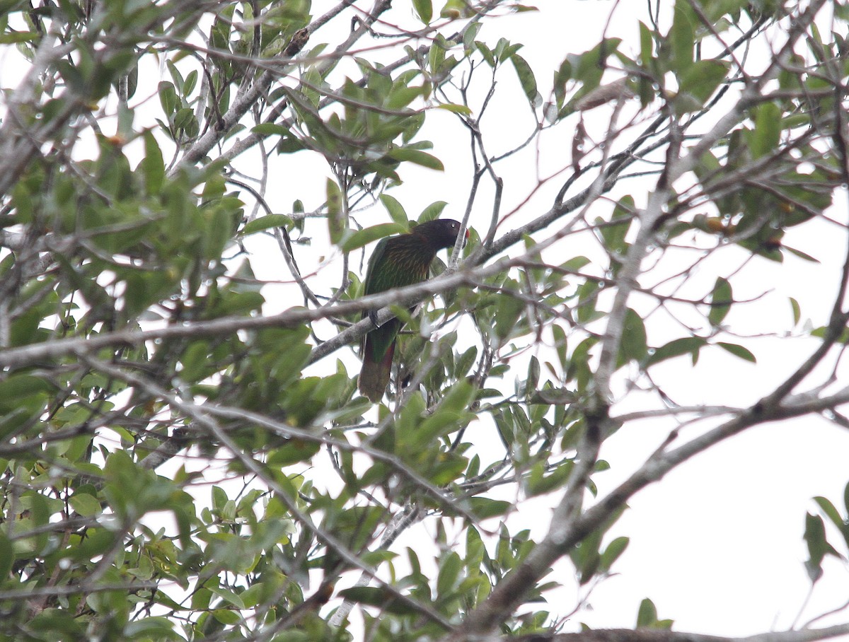 Yellow-streaked Lory - ML206194521