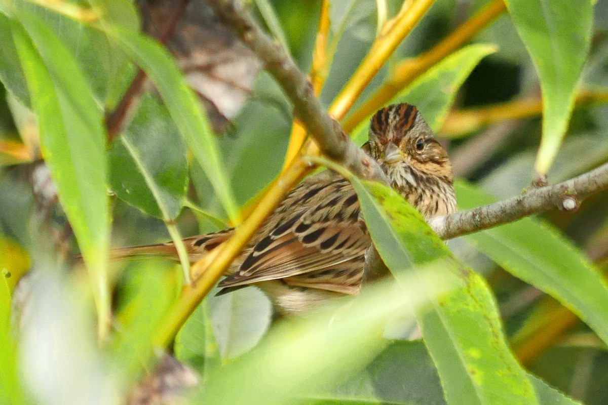 Lincoln's Sparrow - Grace Oliver