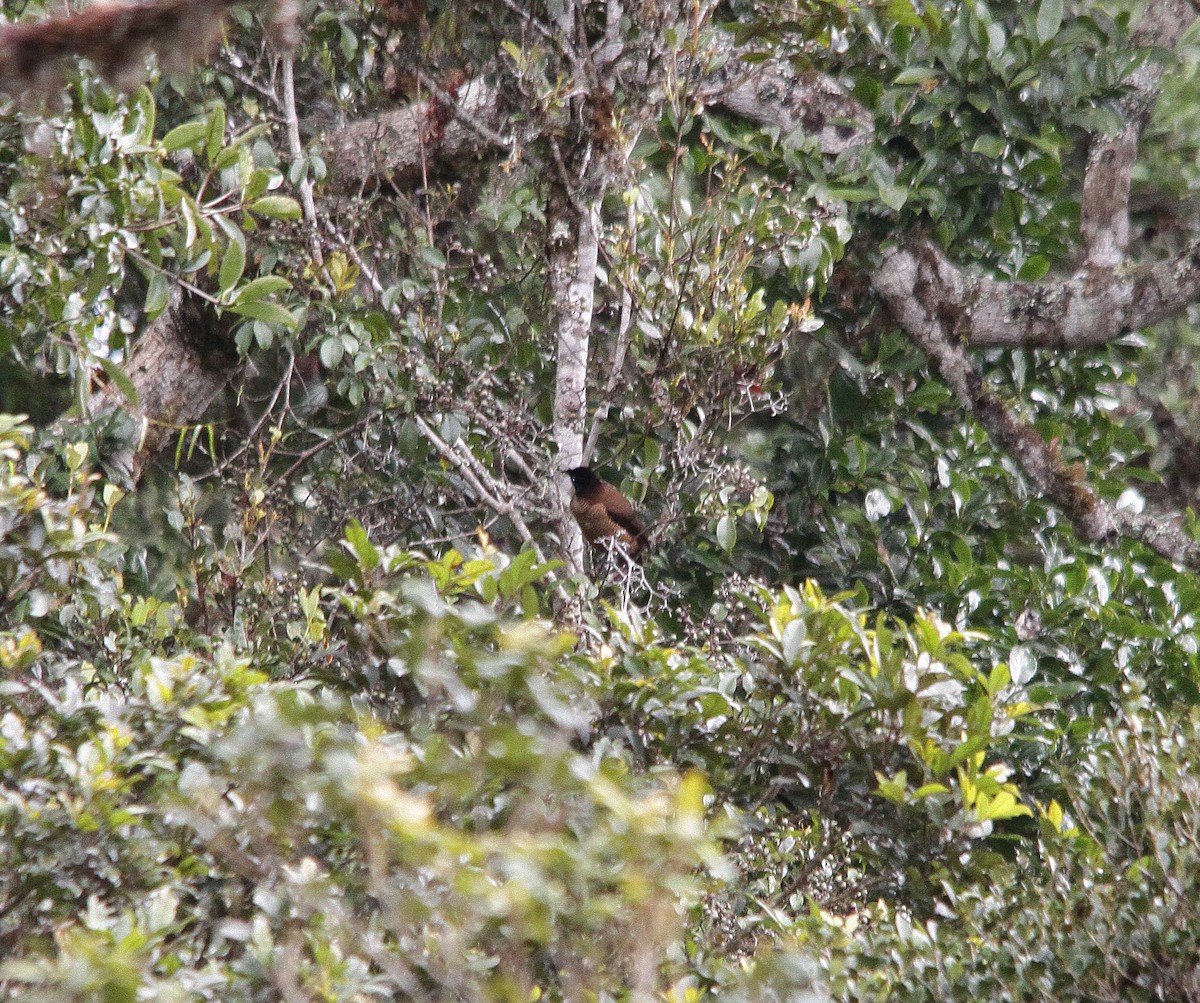 Lawes's Parotia - ML206194751