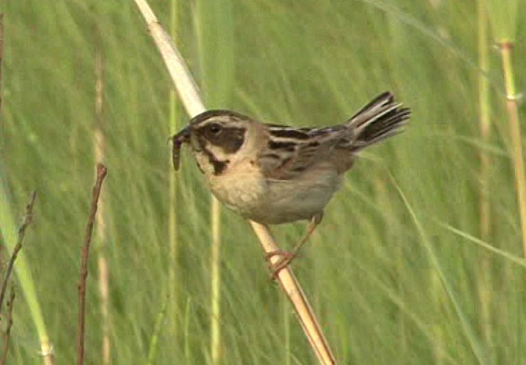 Ochre-rumped Bunting - ML206194861