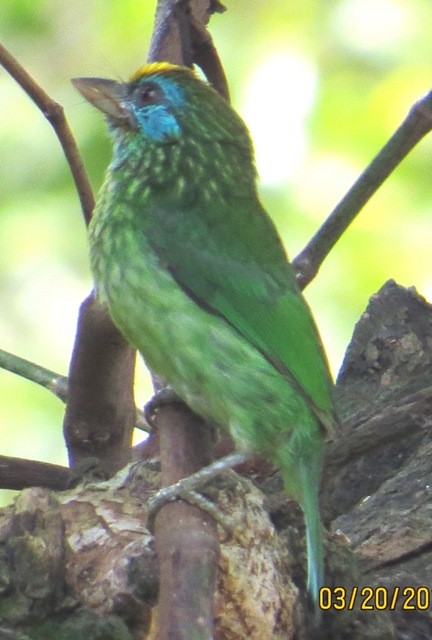 Yellow-fronted Barbet - ML206194941
