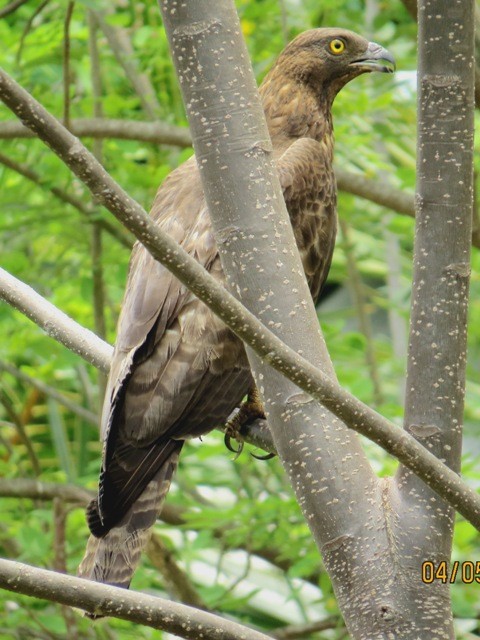 Oriental Honey-buzzard - ML206195021