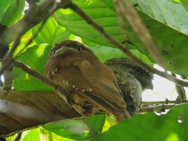 Sri Lanka Frogmouth - ML206195041