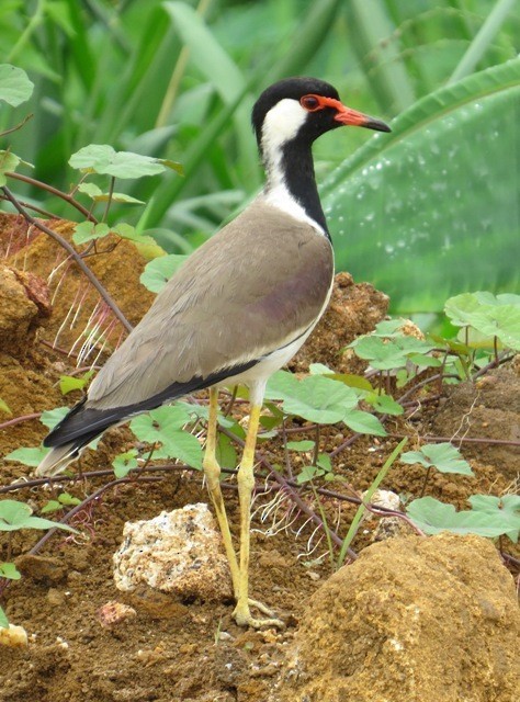 Red-wattled Lapwing - ML206195131