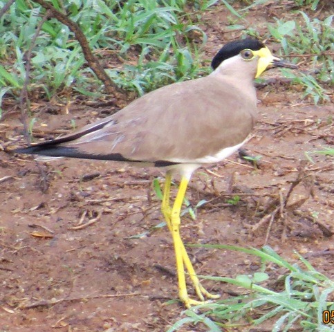 Yellow-wattled Lapwing - ML206195141