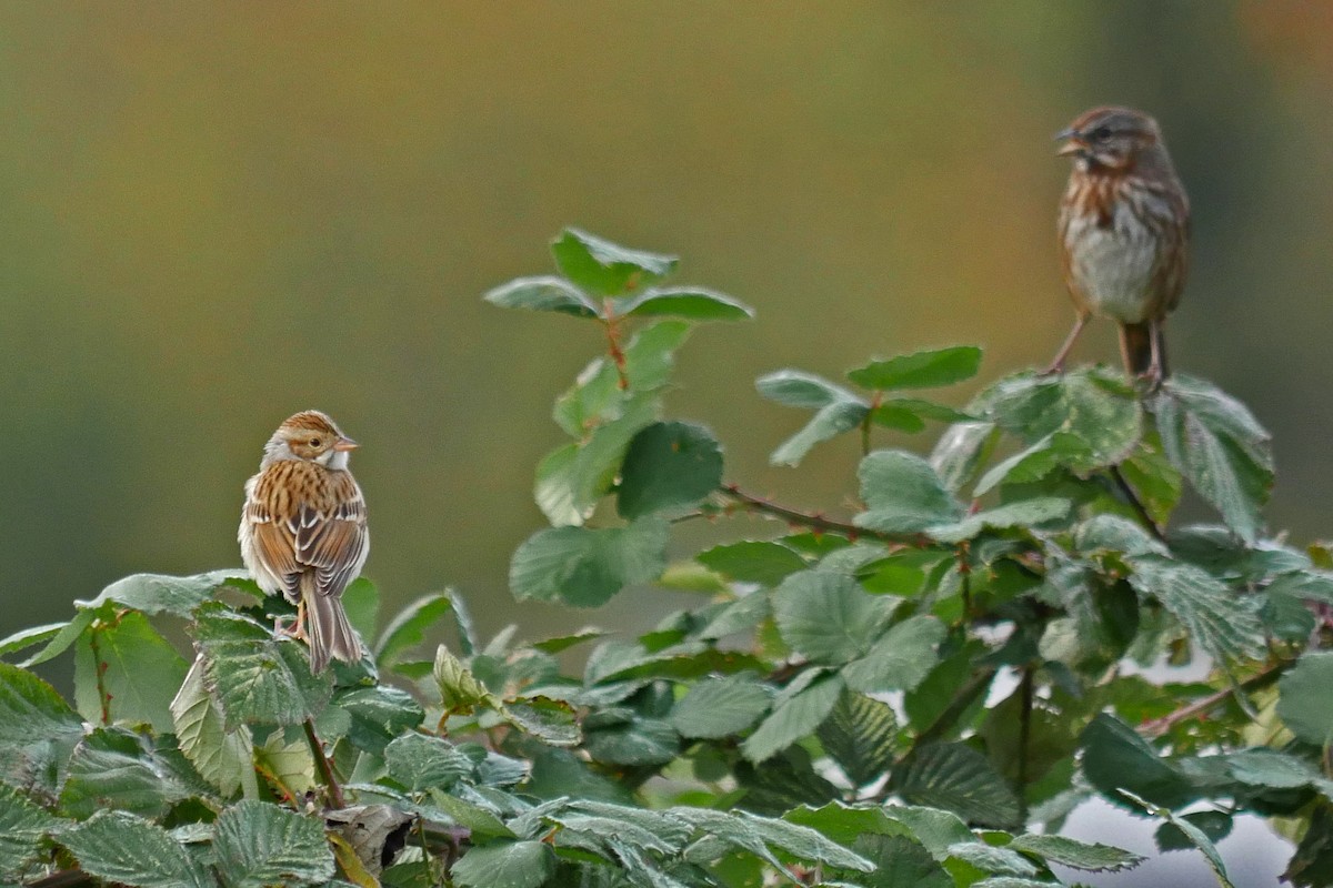 Clay-colored Sparrow - ML20619521
