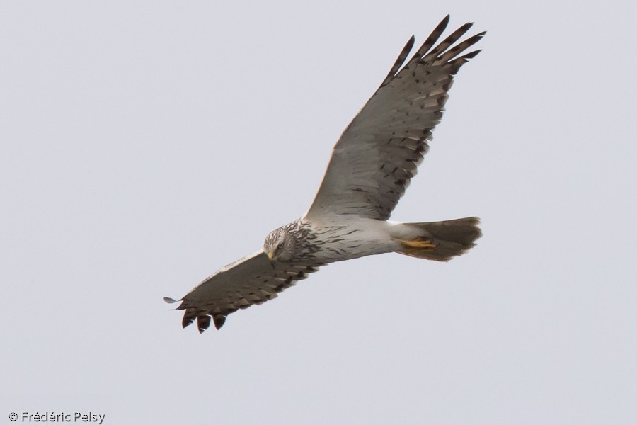 Eastern Marsh Harrier - ML206195641