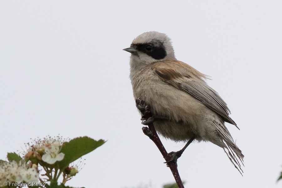 White-crowned Penduline-Tit - ML206195741