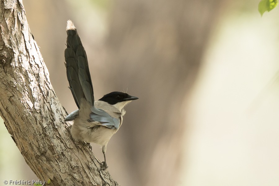 Azure-winged Magpie (Azure-winged) - ML206195751