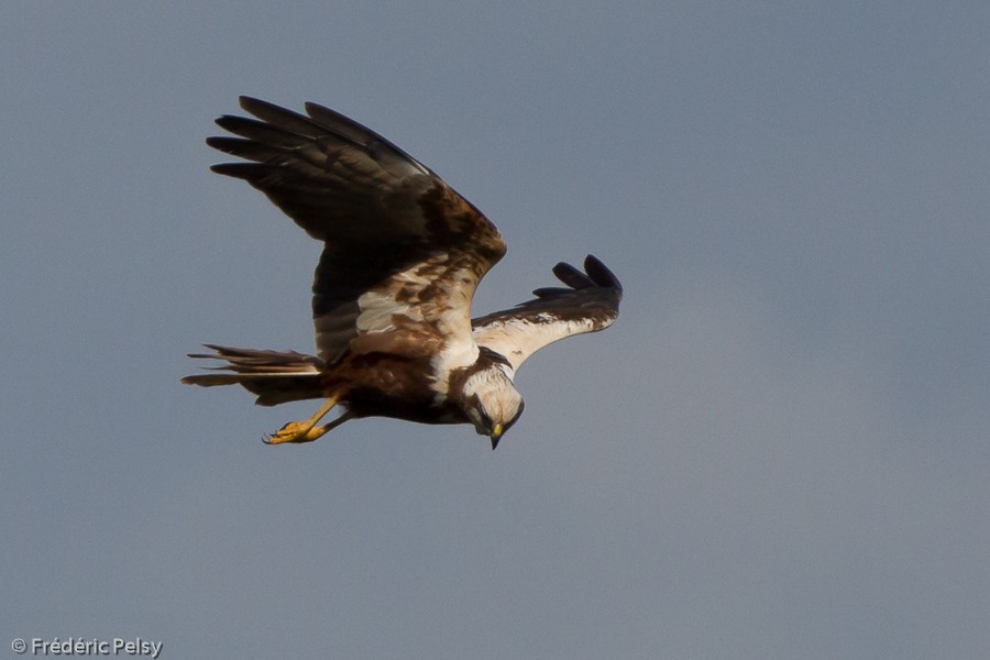 Western Marsh Harrier - ML206195871