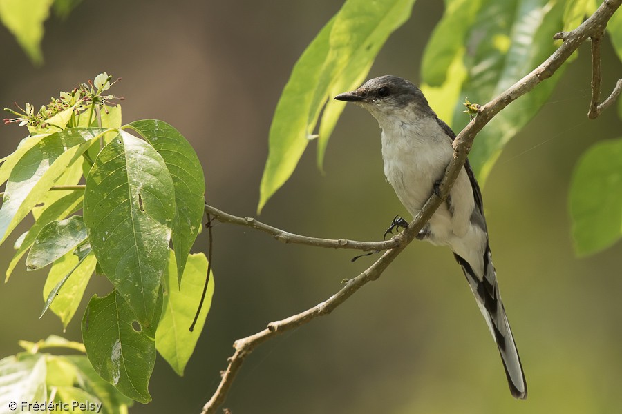 Ashy Minivet - Frédéric PELSY