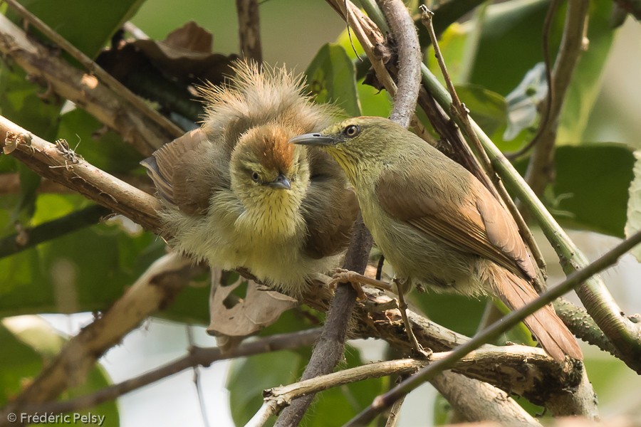 Pin-striped Tit-Babbler (Pin-striped) - ML206196501