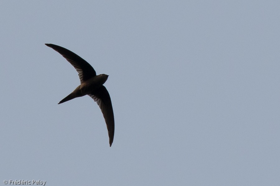 Asian Palm Swift - ML206196541