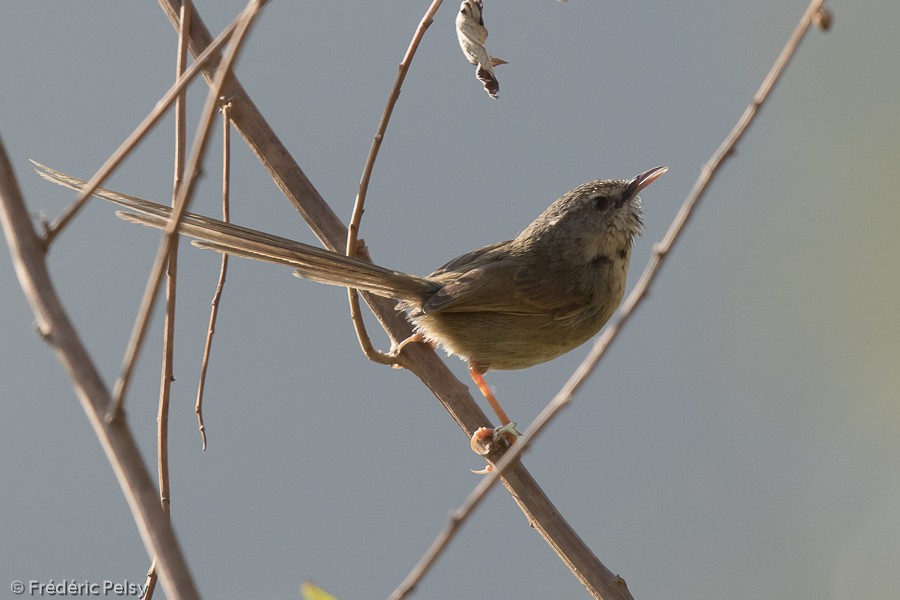 Black-throated Prinia - ML206196611