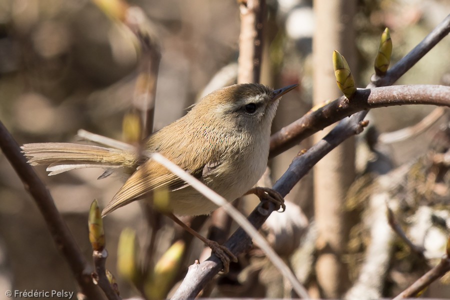 Hume's Bush Warbler - ML206196821