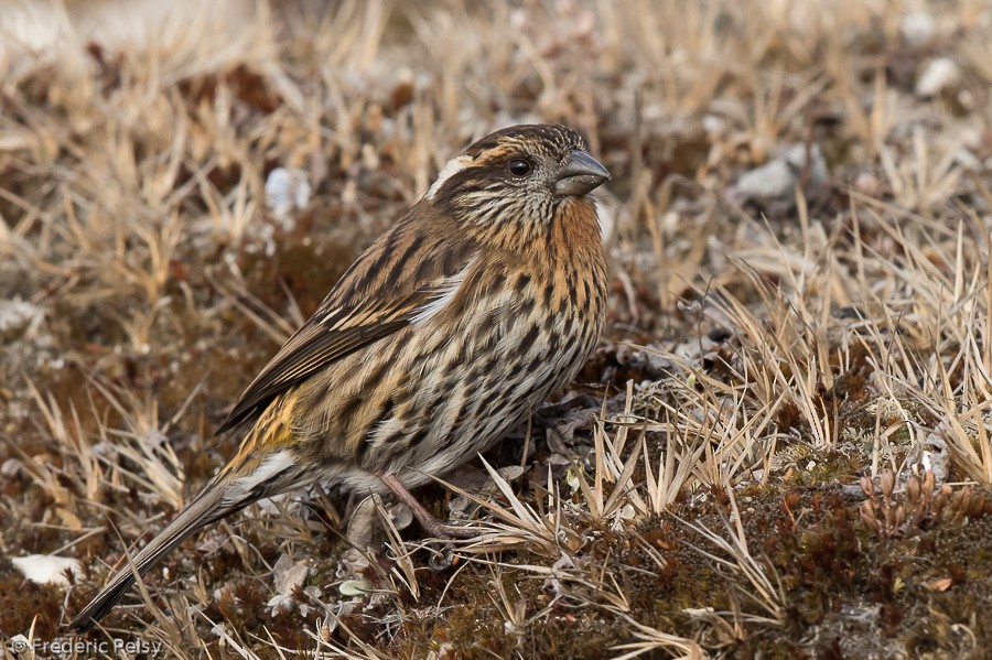 Himalayan White-browed Rosefinch - ML206196931