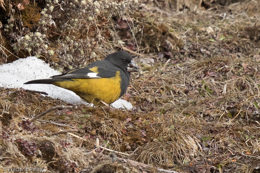 White-winged Grosbeak - ML206196941