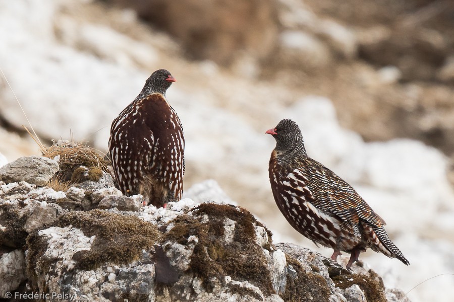 Snow Partridge - ML206196991