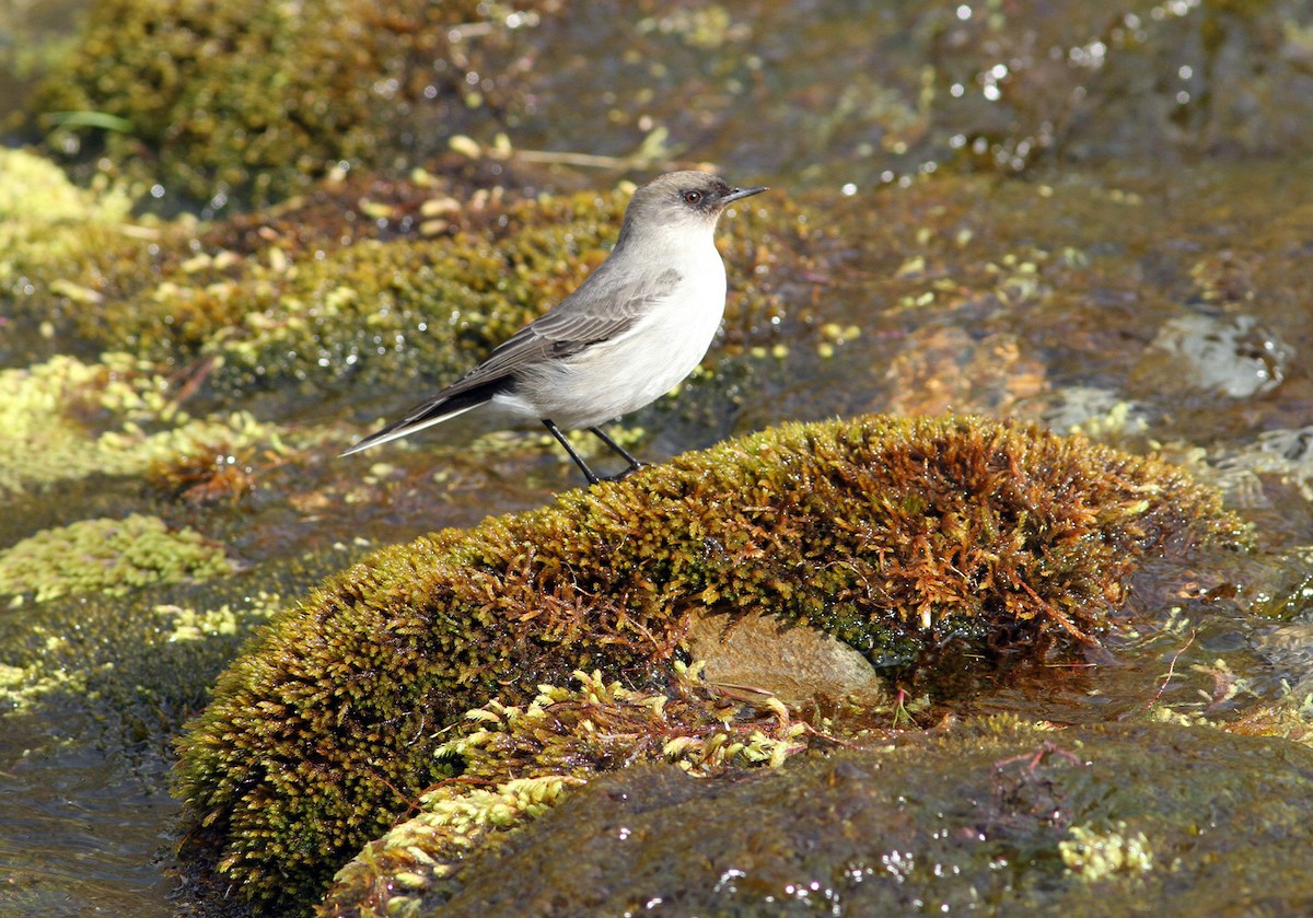 Dark-faced Ground-Tyrant (mentalis) - ML206197171