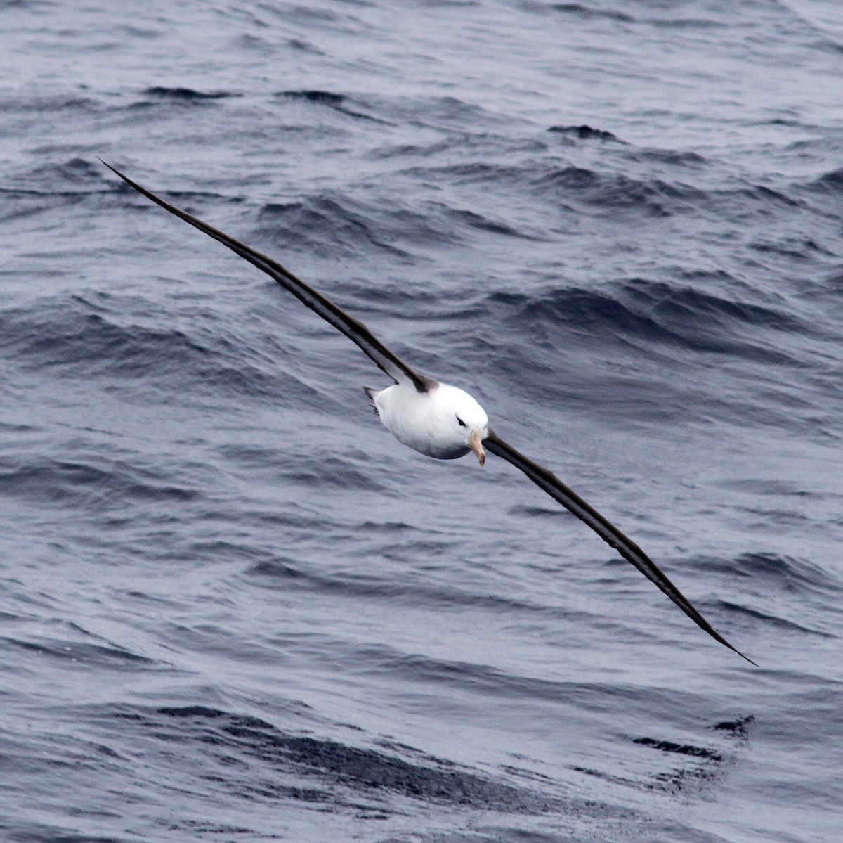 Kara Kaşlı Albatros (melanophris) - ML206197211