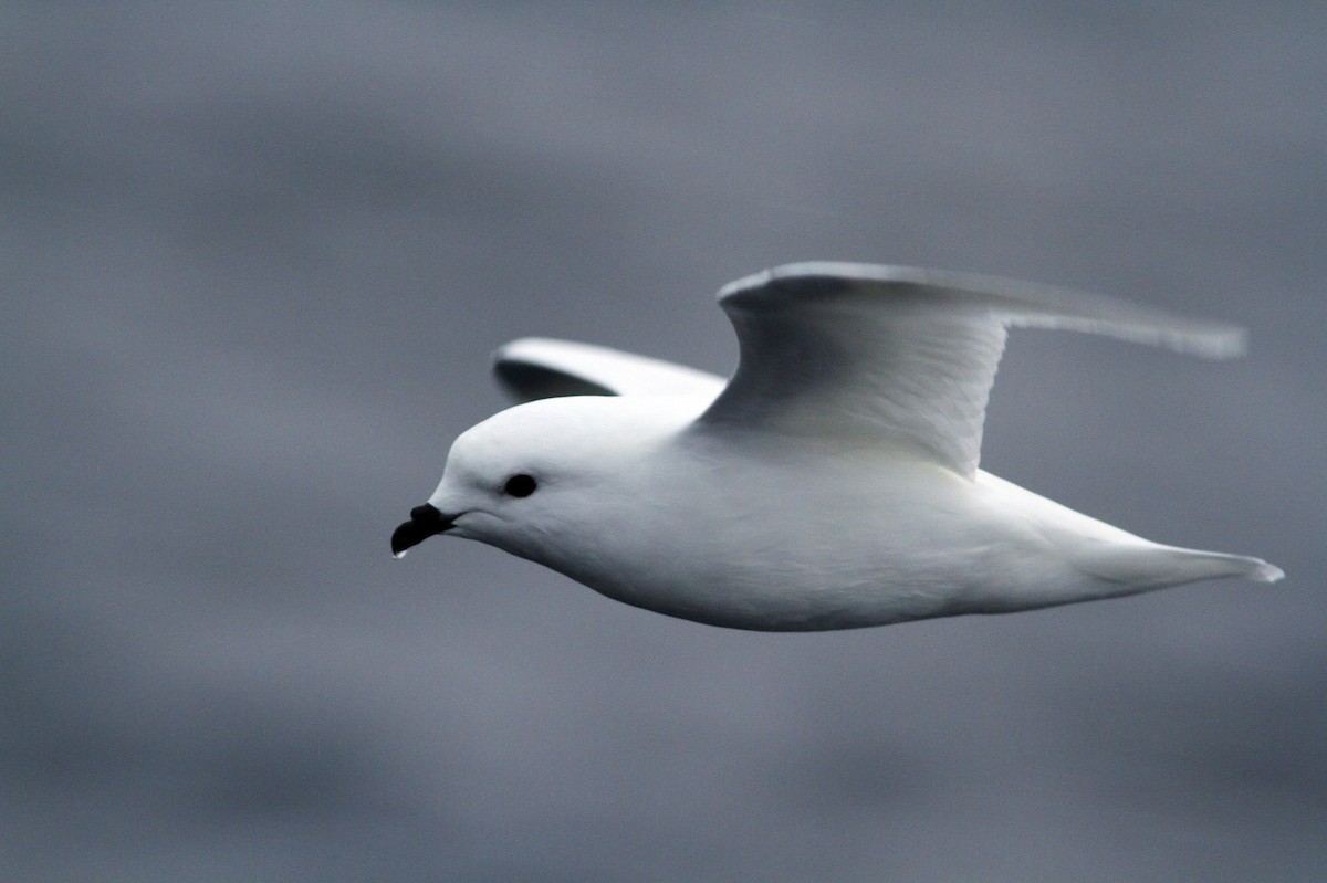 Snow Petrel - ML206197291