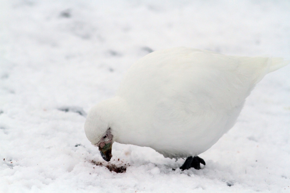 Snowy Sheathbill - Jordi Sargatal Vicens