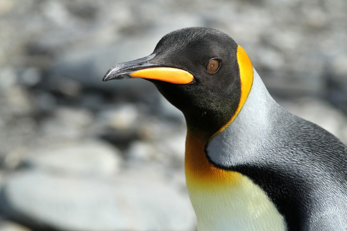 King Penguin - ML206197471