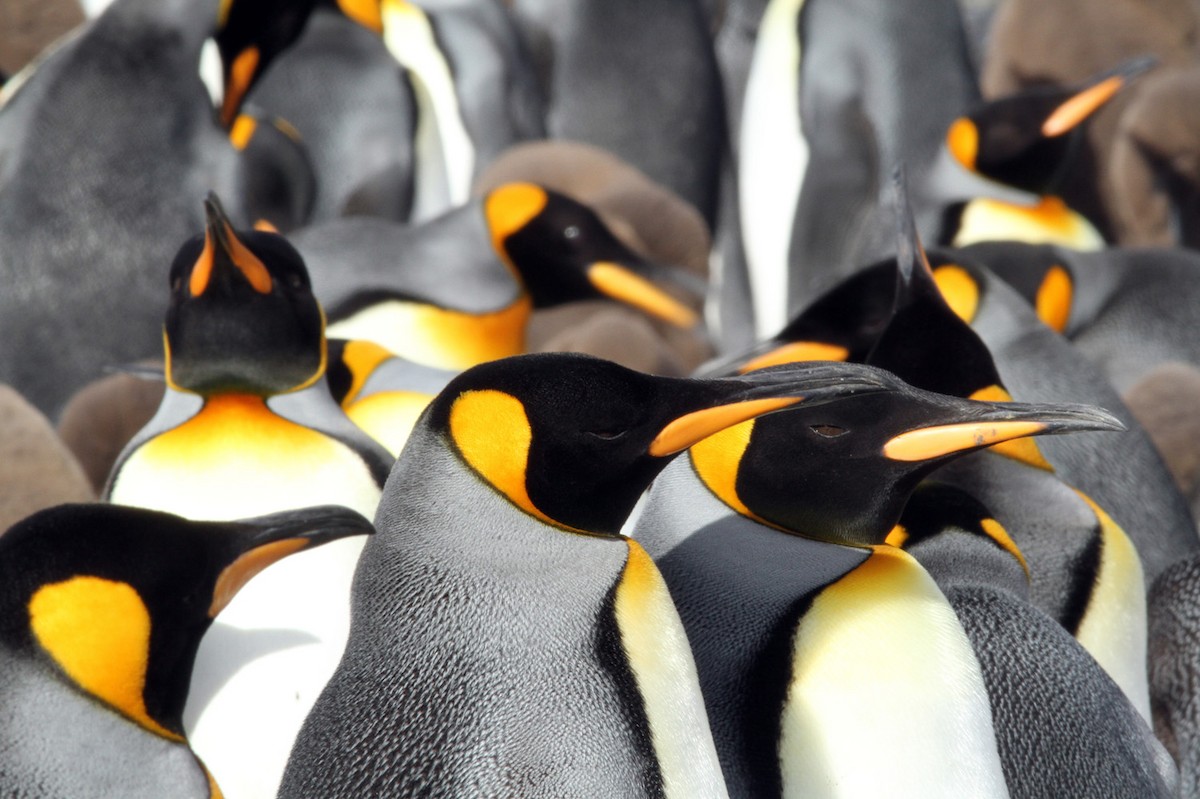 King Penguin - ML206197491