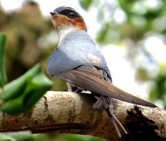 インドカンムリアマツバメ - ML206197771